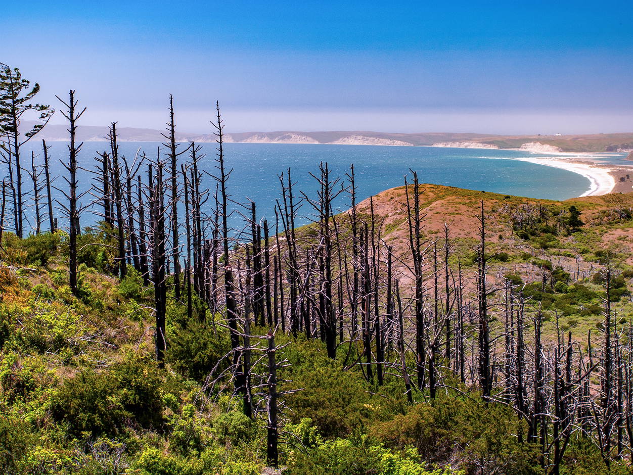 POINT REYES SOUTH